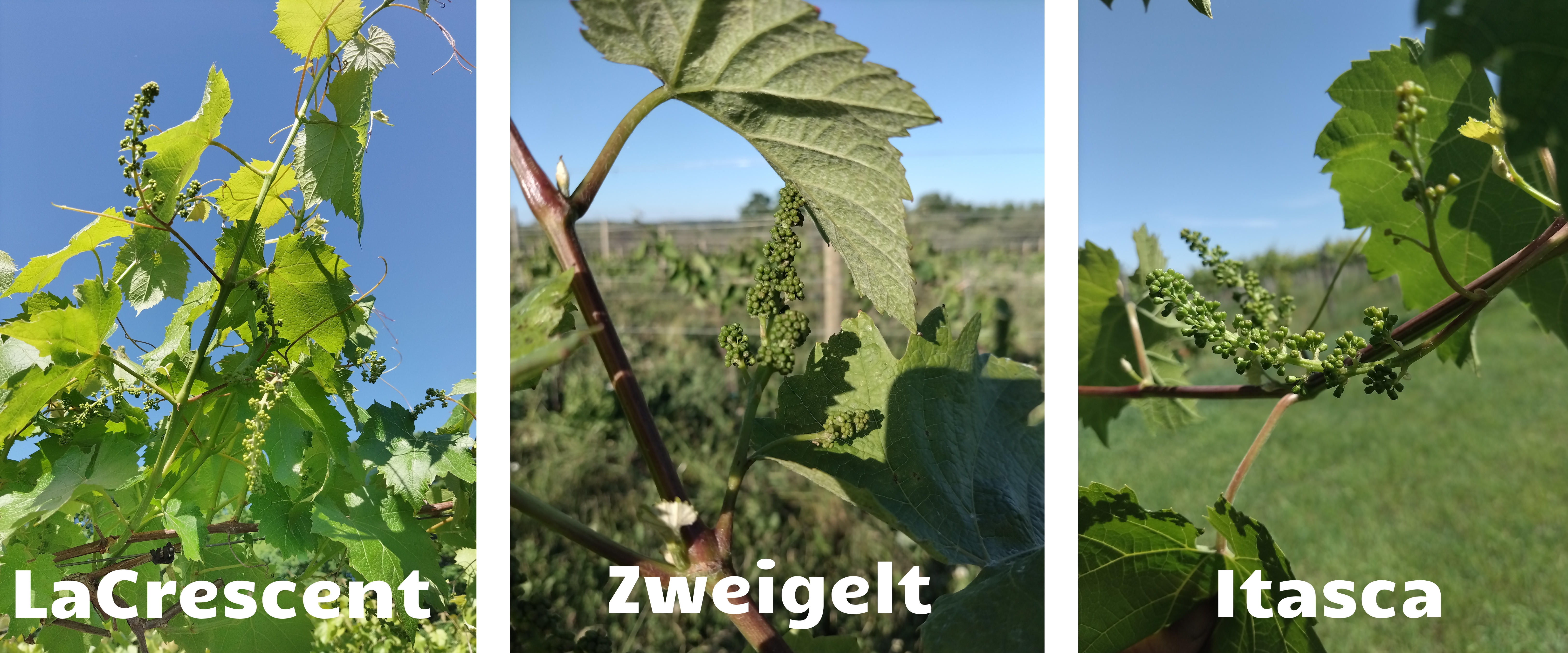 Three different types of grape varieties.